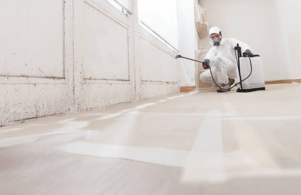 24/7 Emergency Attic Mold Removal experts in Grant, MI