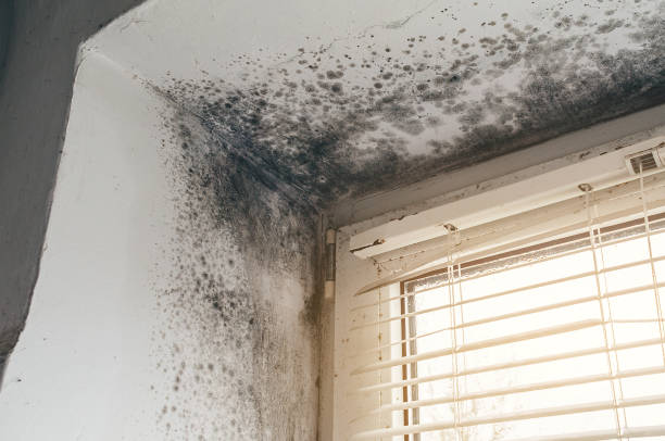 Affordable Mold Remediation solutions in Grant, MI