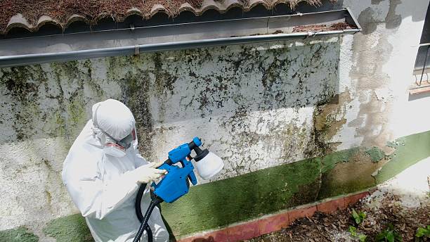 Top rated local Mold Remediation specialists in Grant, MI